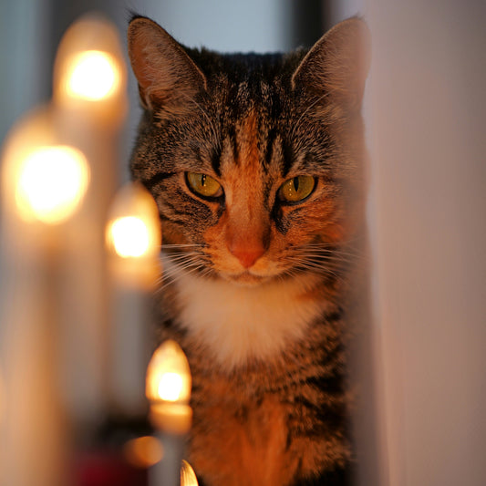 Are Soy Candles Safe for Cats?